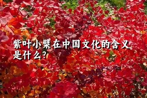 紫叶小檗在中国文化的含义是什么？