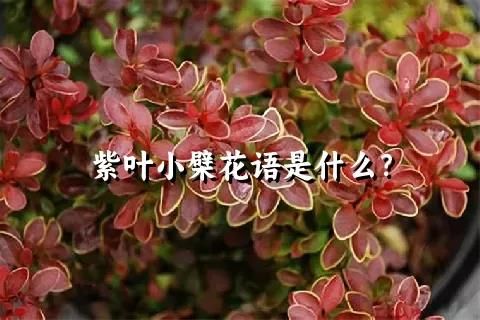 紫叶小檗花语是什么？