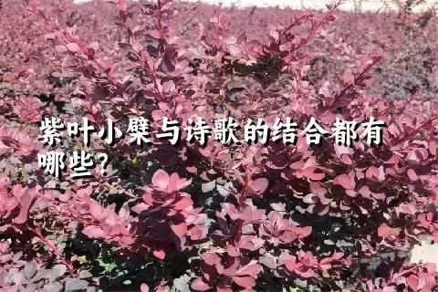紫叶小檗与诗歌的结合都有哪些？