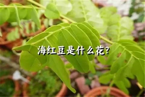 海红豆是什么花？