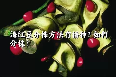 海红豆分株方法有播种？如何分株？
