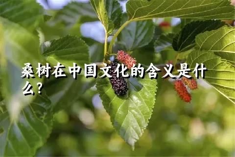 桑树在中国文化的含义是什么？