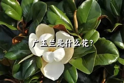 广玉兰是什么花？