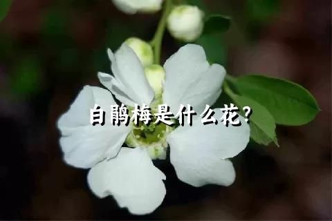 白鹃梅是什么花？
