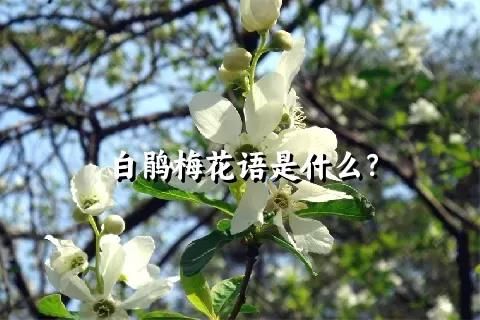 白鹃梅花语是什么？