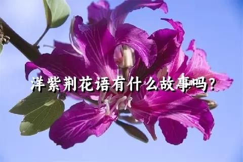 洋紫荆花语有什么故事吗？