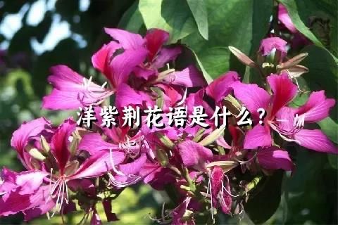 洋紫荆花语是什么？