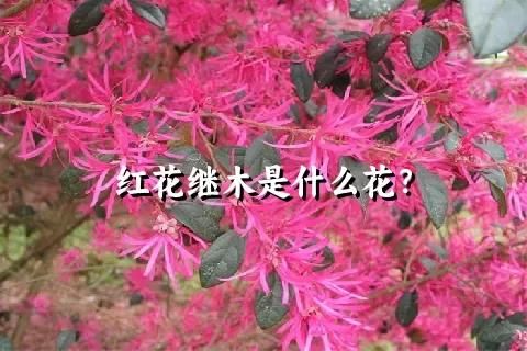 红花继木是什么花？