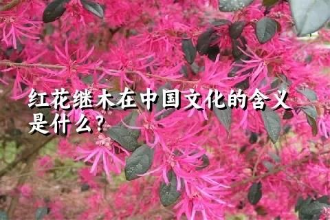 红花继木在中国文化的含义是什么？