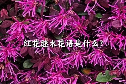 红花继木花语是什么？