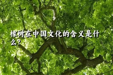橡树在中国文化的含义是什么？