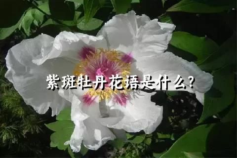 紫斑牡丹花语是什么？