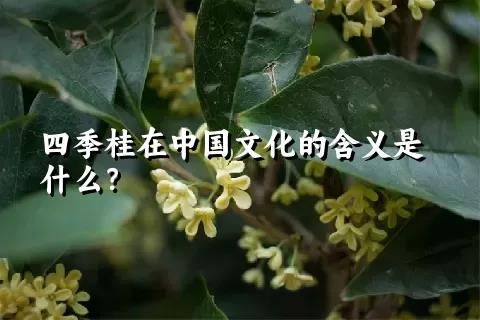 四季桂在中国文化的含义是什么？