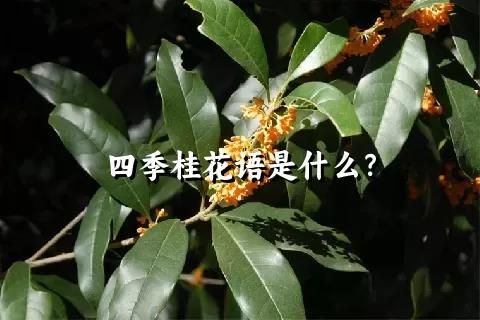 四季桂花语是什么？