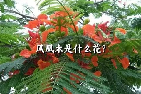 凤凰木是什么花？