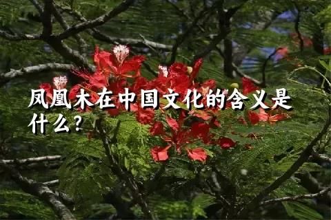 凤凰木在中国文化的含义是什么？