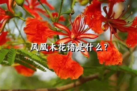 凤凰木花语是什么？