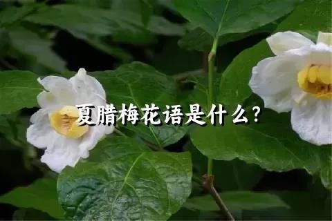 夏腊梅花语是什么？