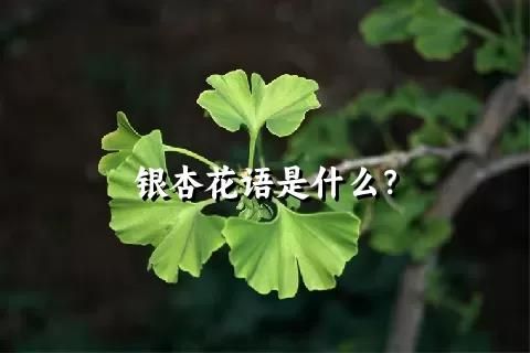 银杏花语是什么？