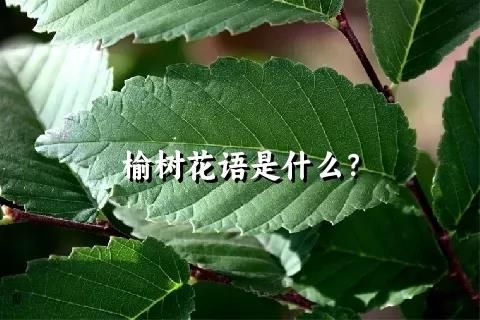 榆树花语是什么？