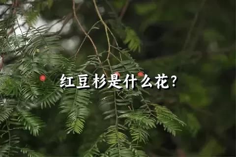红豆杉是什么花？