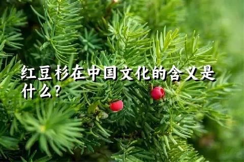 红豆杉在中国文化的含义是什么？