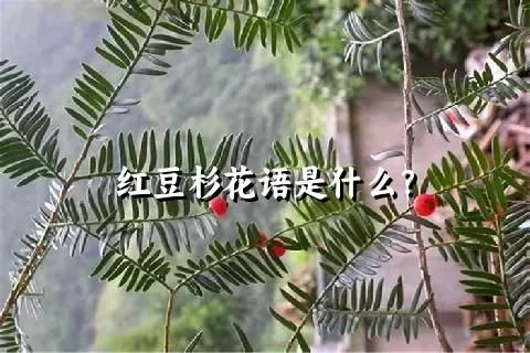 红豆杉花语是什么？