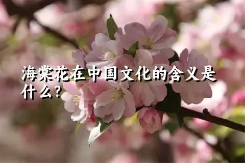 海棠花在中国文化的含义是什么？