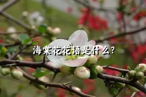 海棠花花语是什么？