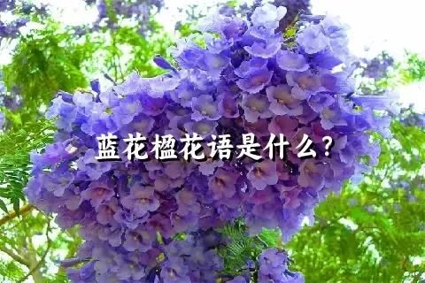 蓝花楹花语是什么？