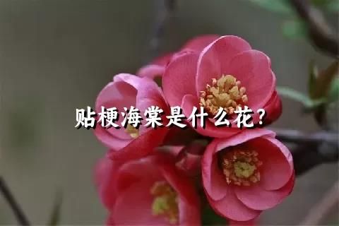 贴梗海棠是什么花？