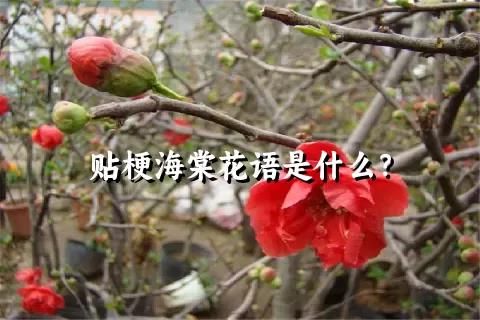 贴梗海棠花语是什么？