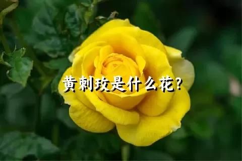 黄刺玫是什么花？