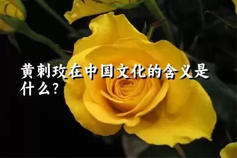 黄刺玫在中国文化的含义是什么？