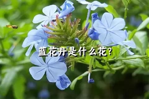 蓝花丹是什么花？
