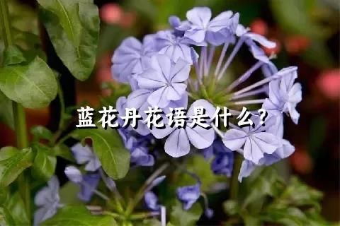 蓝花丹花语是什么？
