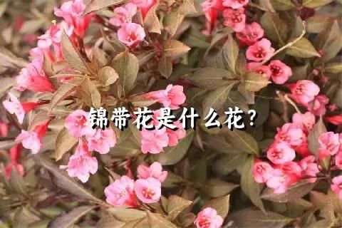 锦带花是什么花？