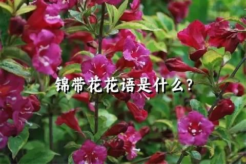 锦带花花语是什么？