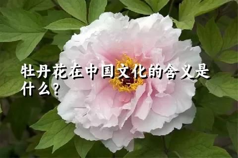 牡丹花在中国文化的含义是什么？
