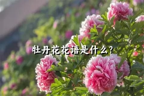 牡丹花花语是什么？