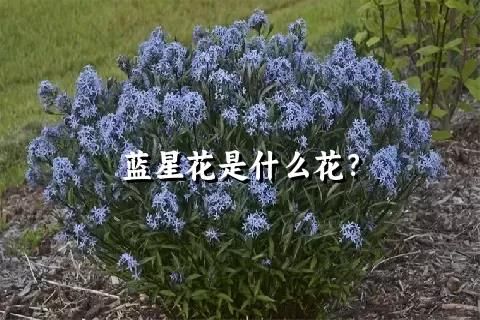 蓝星花是什么花？