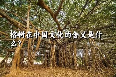 榕树在中国文化的含义是什么？