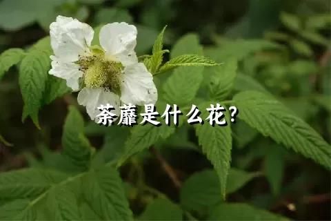 荼蘼是什么花？