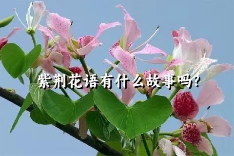 紫荆花语有什么故事吗？
