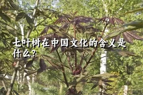 七叶树在中国文化的含义是什么？