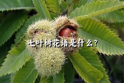 七叶树花语是什么？