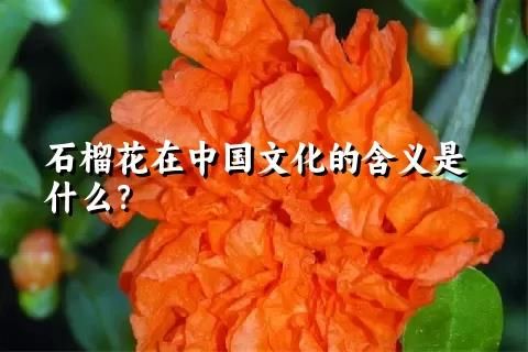 石榴花在中国文化的含义是什么？