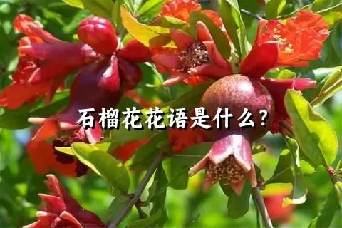 石榴花花语是什么？