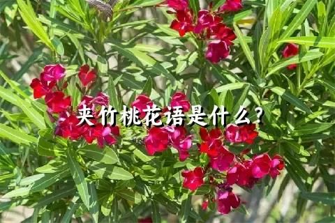 夹竹桃花语是什么？