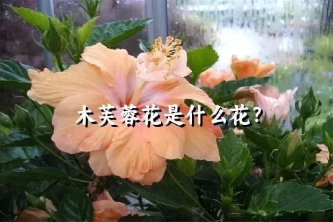 木芙蓉花是什么花？